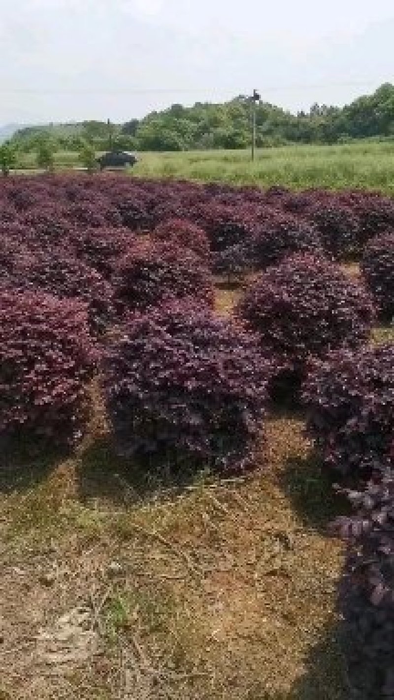 红花继木球30一200cm一般球精品球基地直销