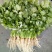 香菜（新鮮香菜现货）