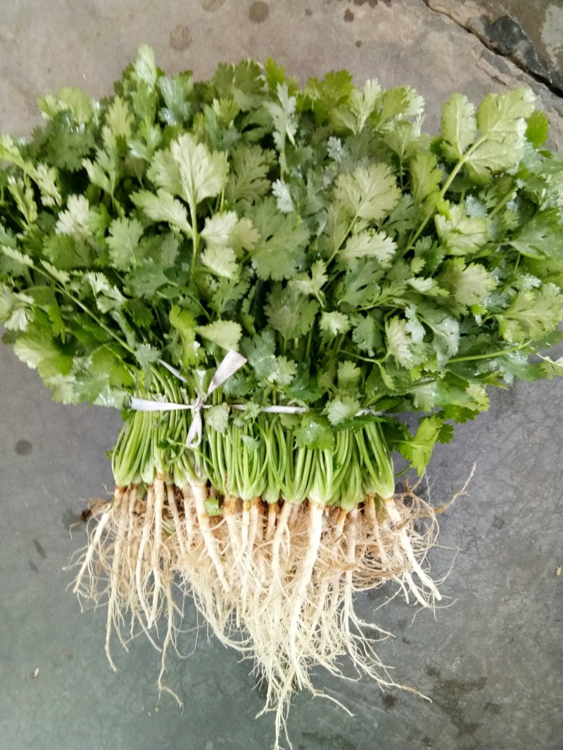 香菜（新鮮香菜现货）