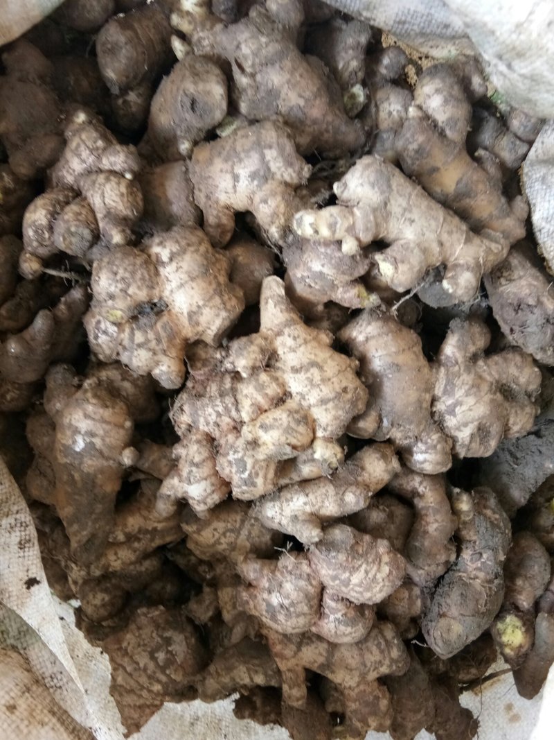 老姜（新鮮老生姜现货供应）