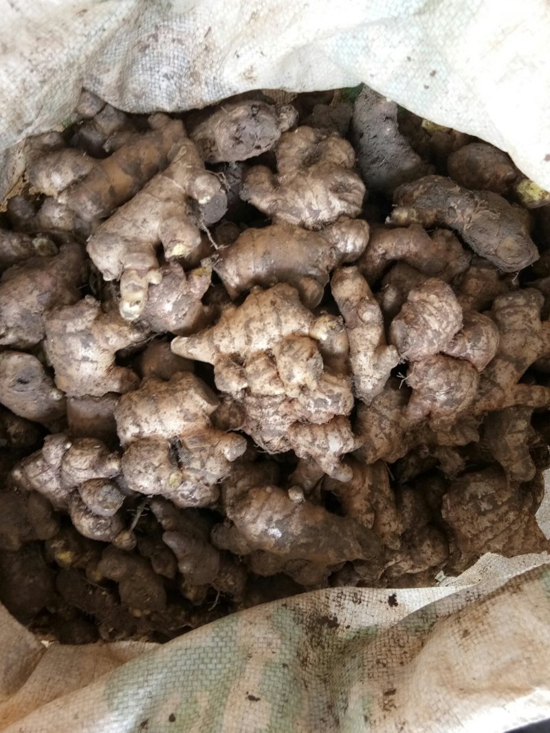 老姜（新鮮老生姜现货供应）
