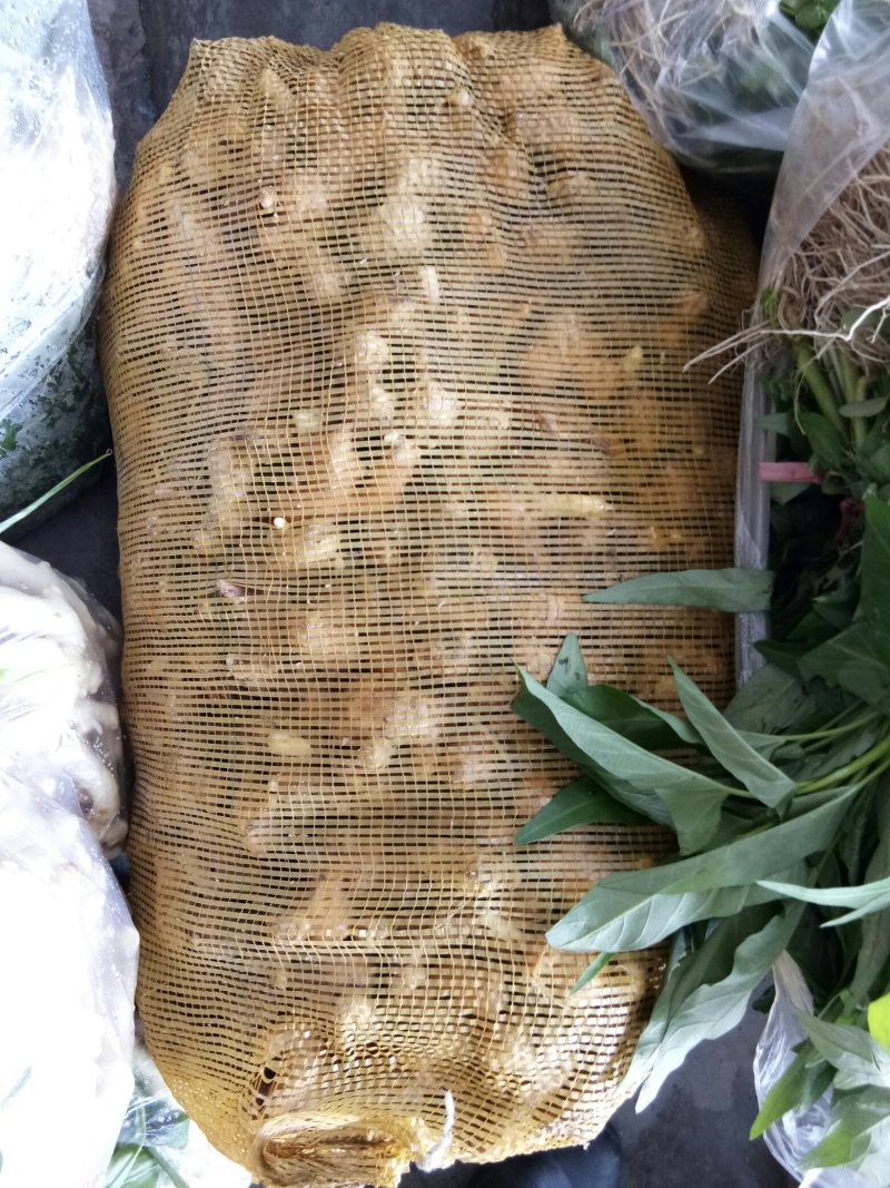 老姜（新鮮老生姜现货供应）