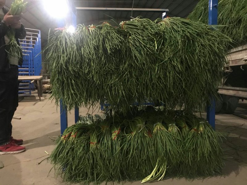 专业储存金乡蒜薹冷库代收代存代加工~专业蒜薹