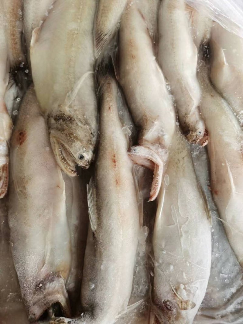 码头直供新鲜大豆腐鱼龙头鱼水潺鱼九肚鱼丝丁鱼