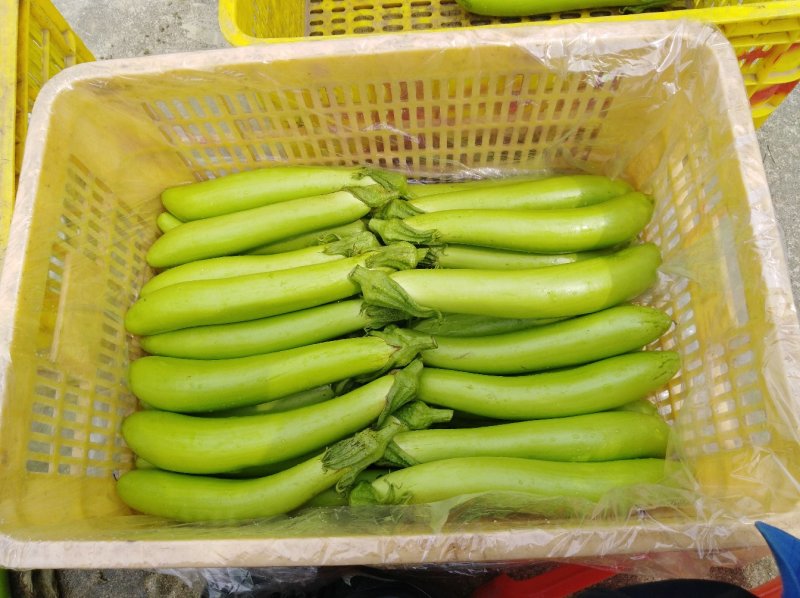 青茄