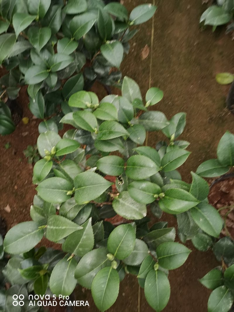 克瑞木红香茶