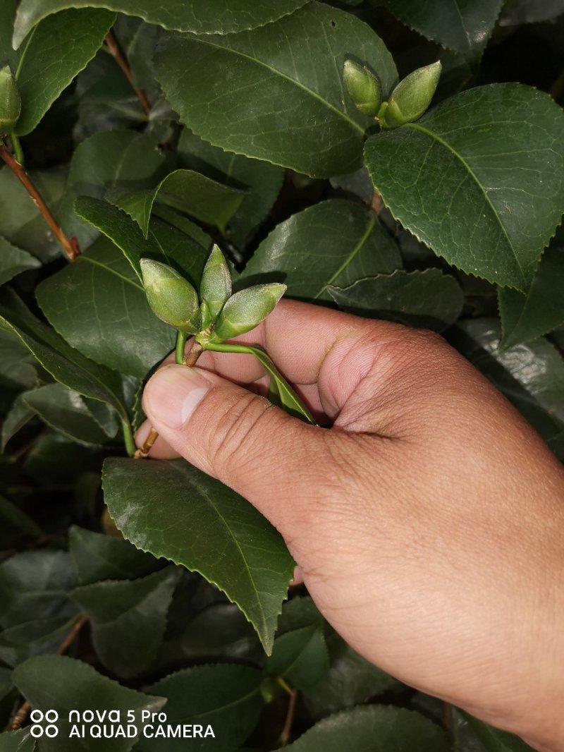 克瑞木红香茶