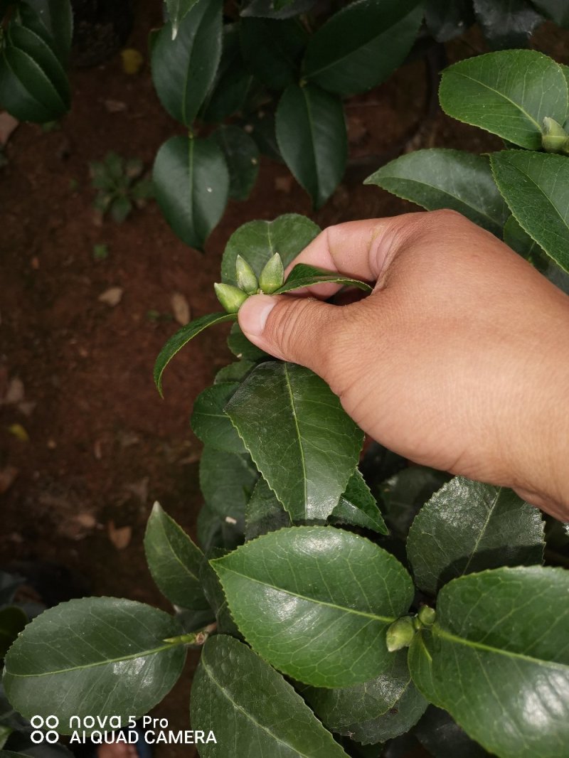 克瑞木红香茶