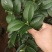克瑞木红香茶