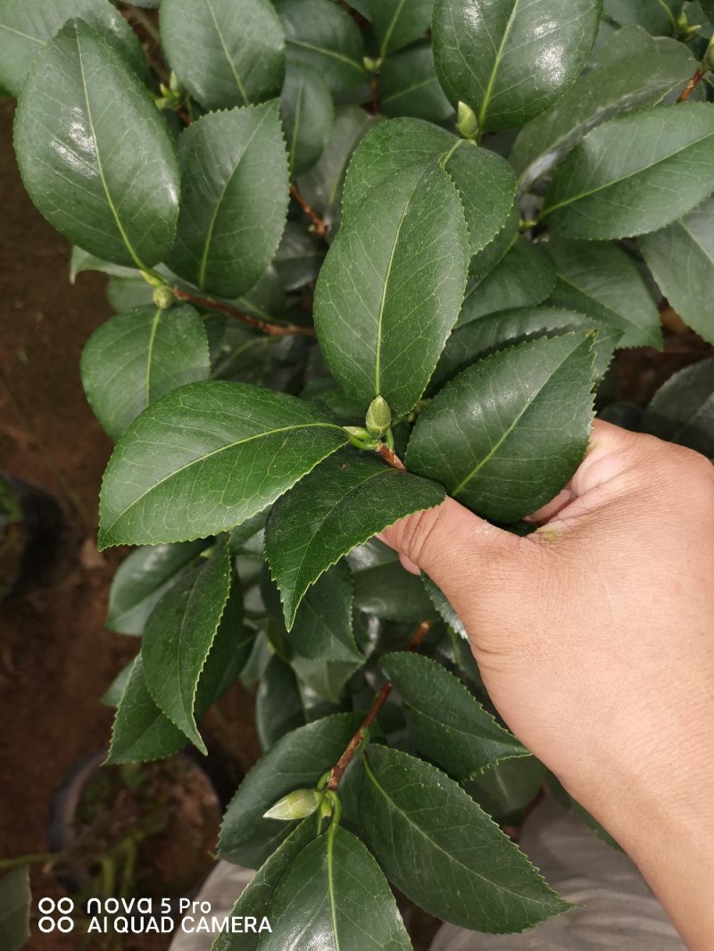 克瑞木红香茶