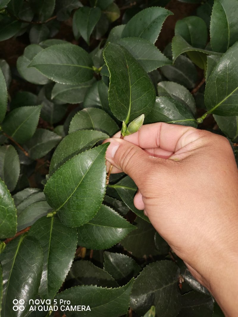 克瑞木红香茶