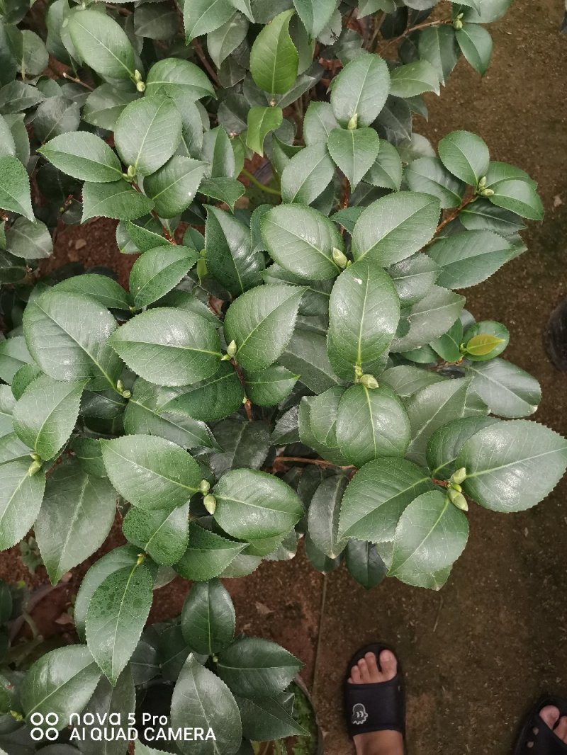 克瑞木红香茶