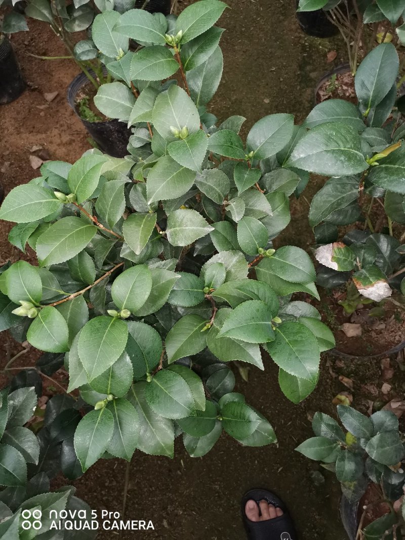 克瑞木红香茶