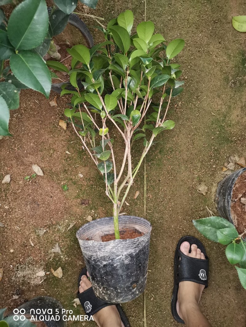 克瑞木红香茶