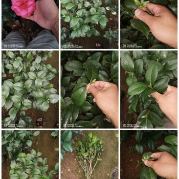 克瑞木红香茶