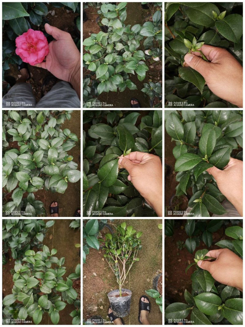 克瑞木红香茶