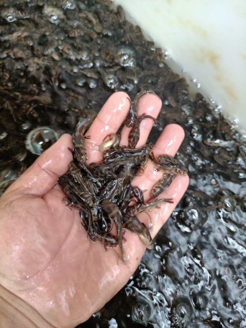 黄颡鱼苗，泥鳅苗，黑鱼苗。我们保质保量。
