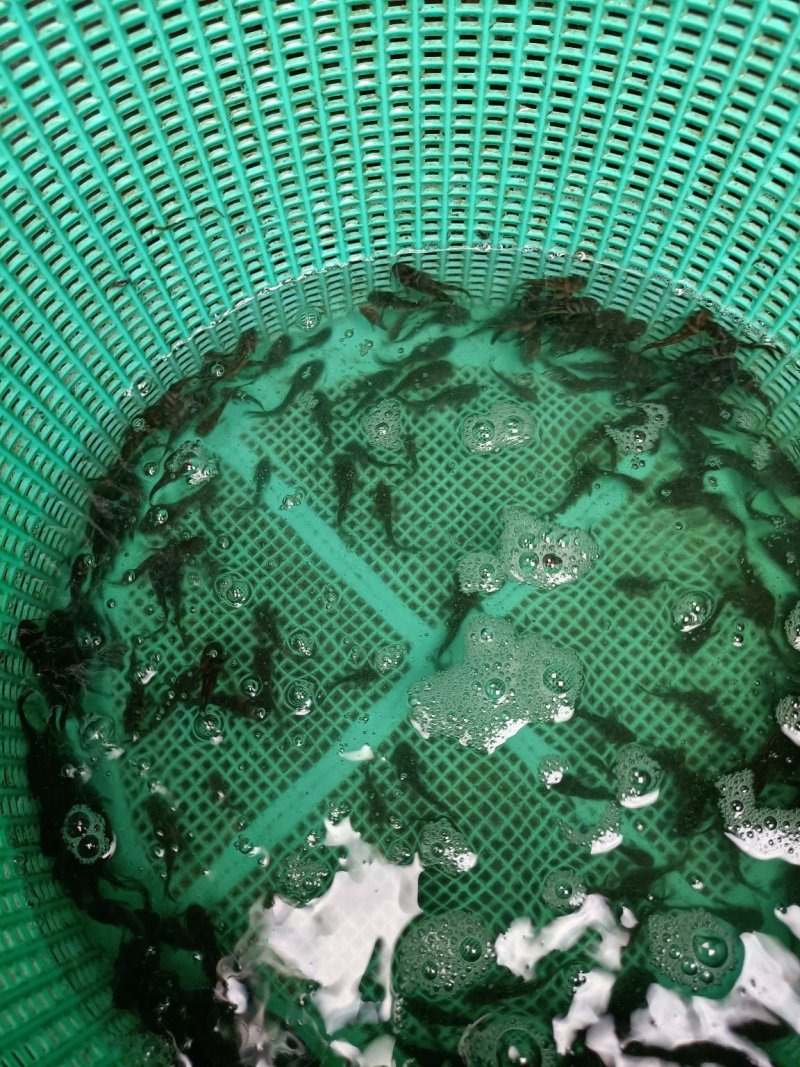 黄颡鱼苗，泥鳅苗，黑鱼苗。我们保质保量。