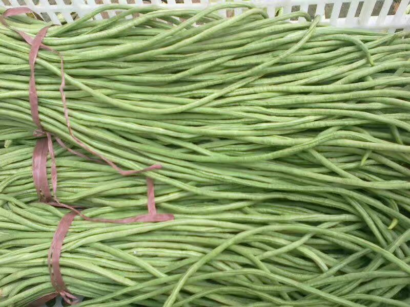长豆角，精品长豆角，大量上市产地直供欢迎新老客户前来
