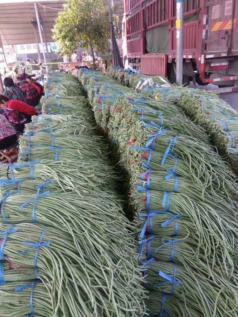 长豆角，精品长豆角，大量上市产地直供欢迎新老客户前来