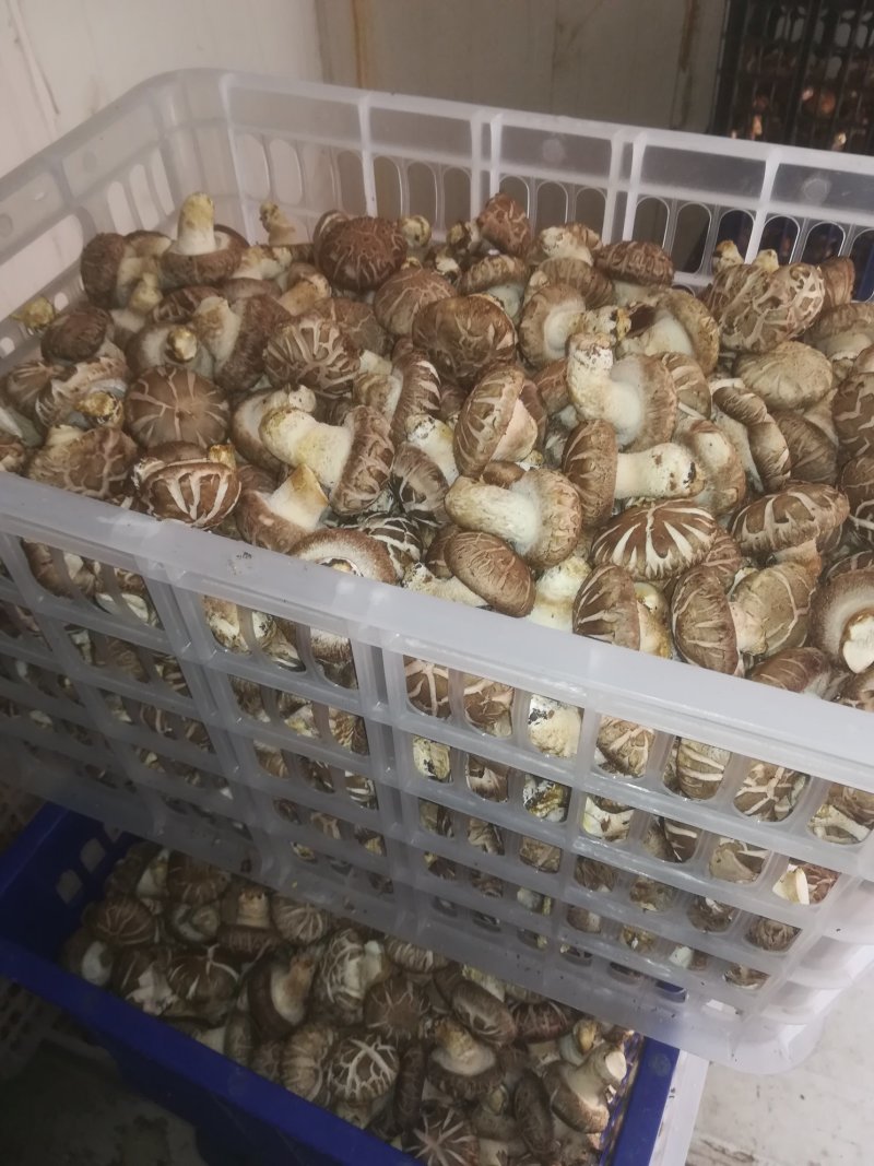 鲜香菇