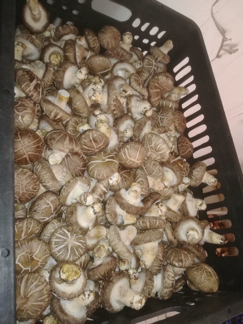 鲜香菇