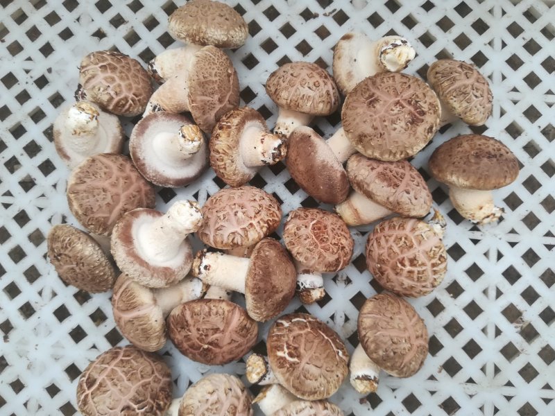 鲜香菇