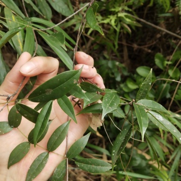 广东省肇庆市纯小叶野生牛大力