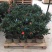 基地直销四季杜鹃茶，规格齐全全部带饱发货满树花苞。