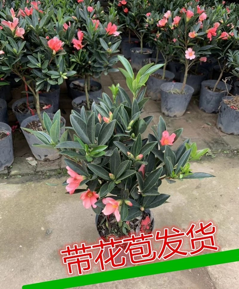 基地直销四季杜鹃茶，规格齐全全部带饱发货满树花苞。