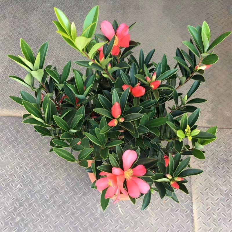 基地直销四季杜鹃茶，规格齐全全部带饱发货满树花苞。