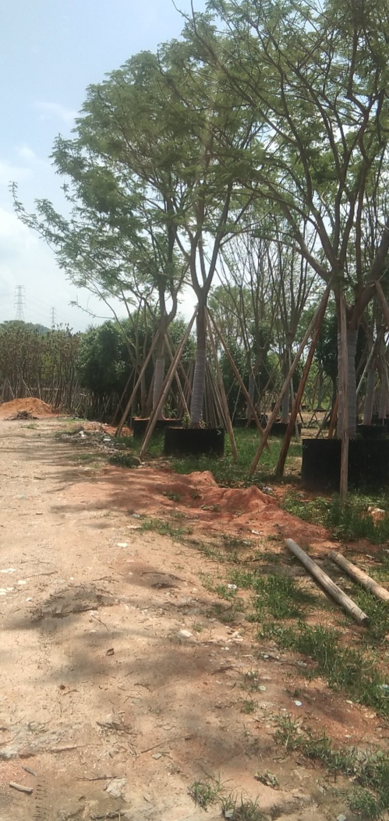 凤凰木美化道路凤凰木