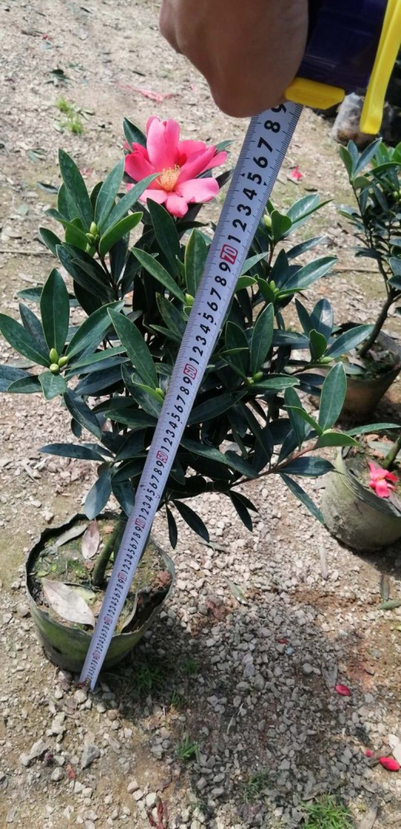 基地直销四季杜鹃茶，规格齐全全部带饱发货满树花苞。