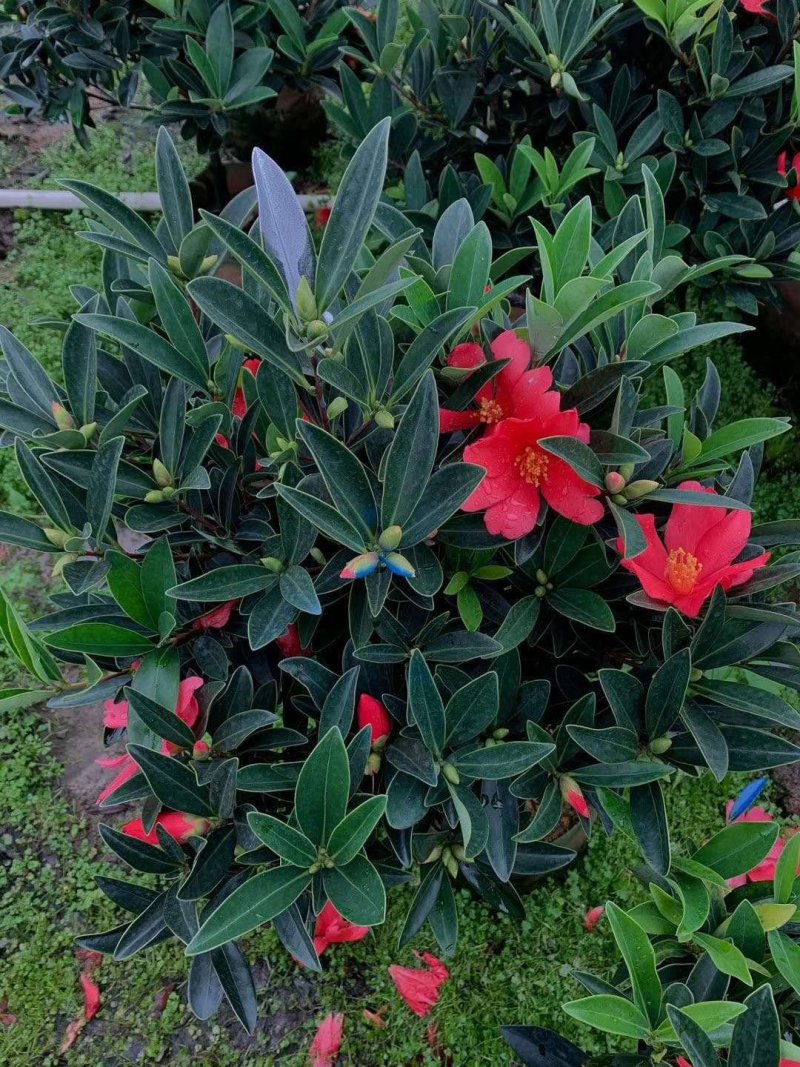 基地直销四季杜鹃茶，规格齐全全部带饱发货满树花苞。