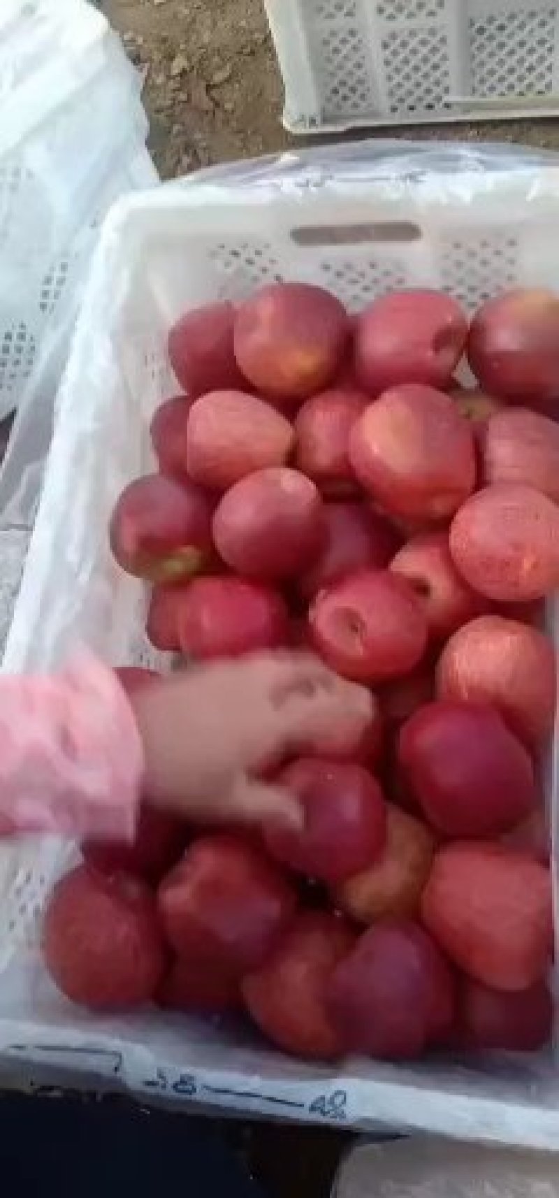 大凉山丑苹果产地代办糖心苹果大量上市中盐源丑苹果