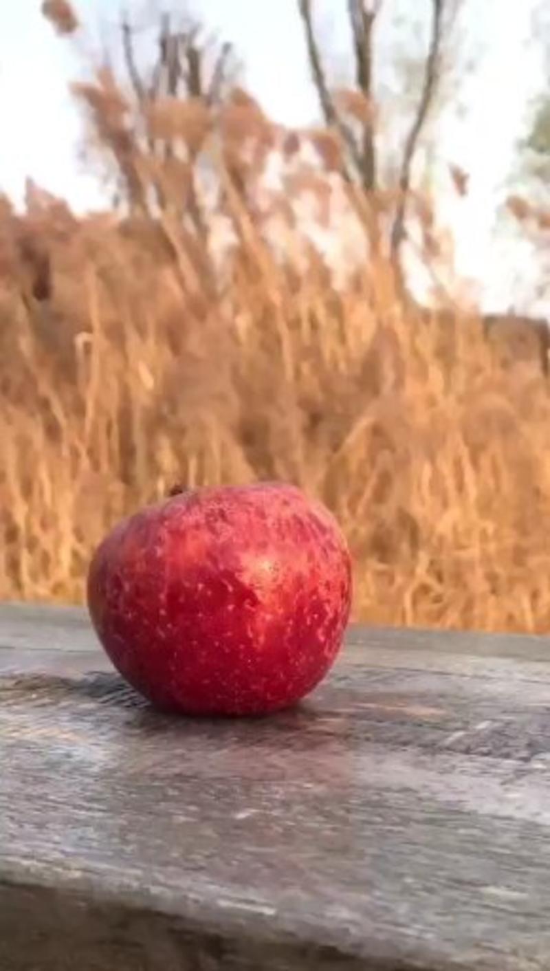 大凉山丑苹果产地代办糖心苹果大量上市中盐源丑苹果