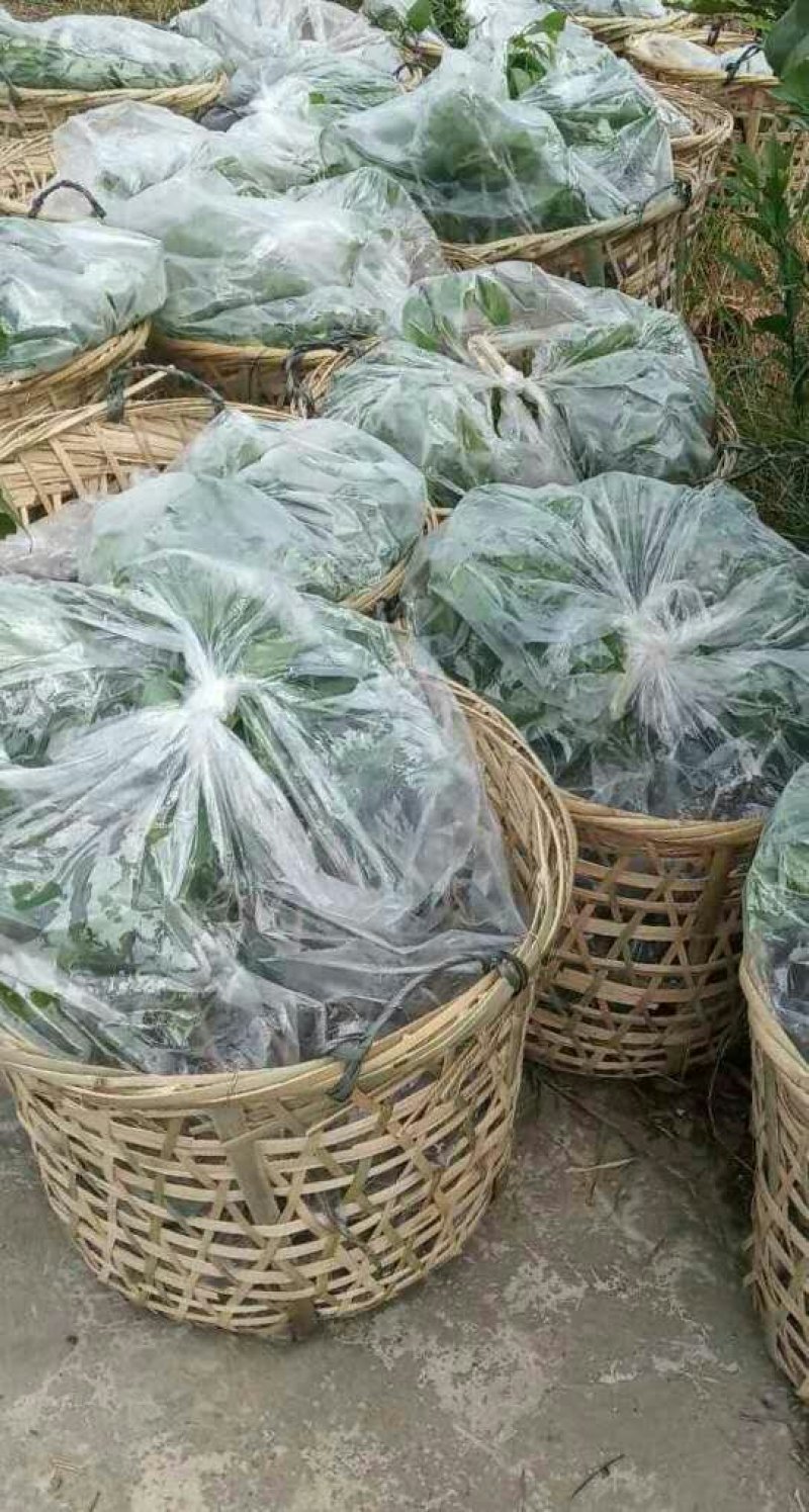 正宗优质凤梨释迦果苗（新苗）（嫁接苗，杯苗）
