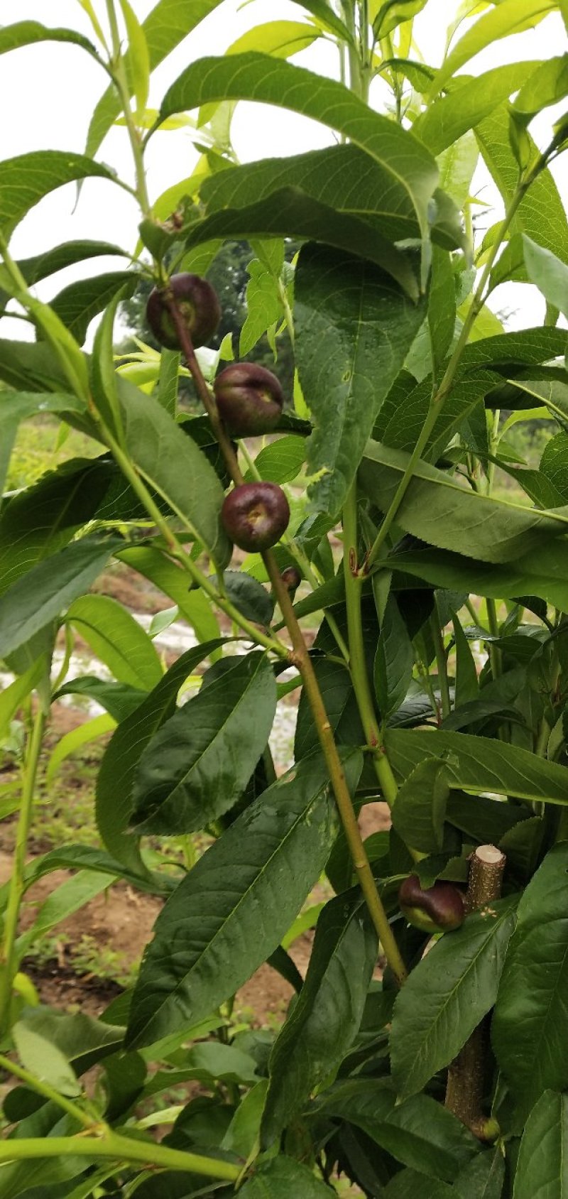 中油蟠7号桃树苗，现挖现发货，保成活率