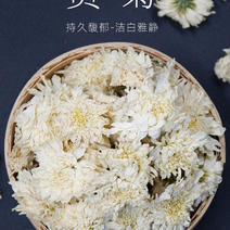 七月菊黄山白花质量保证自己种植欢迎来电