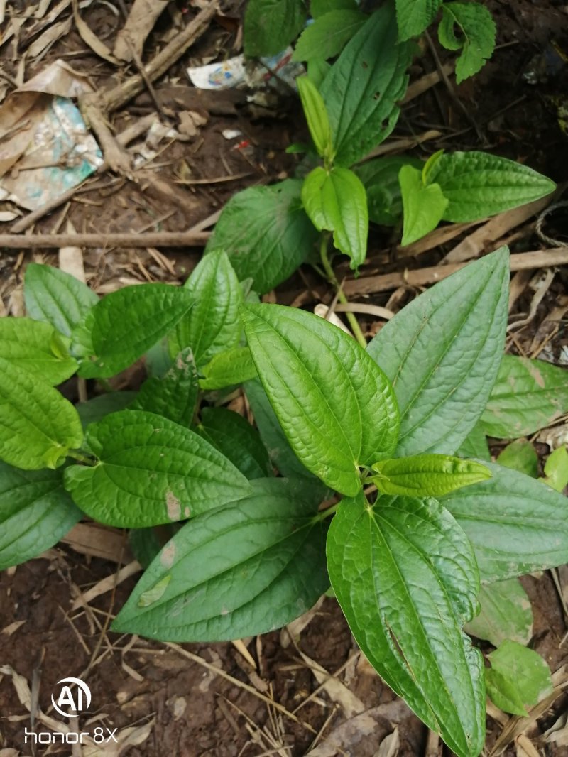 三白草过塘藕大自然的生长货源