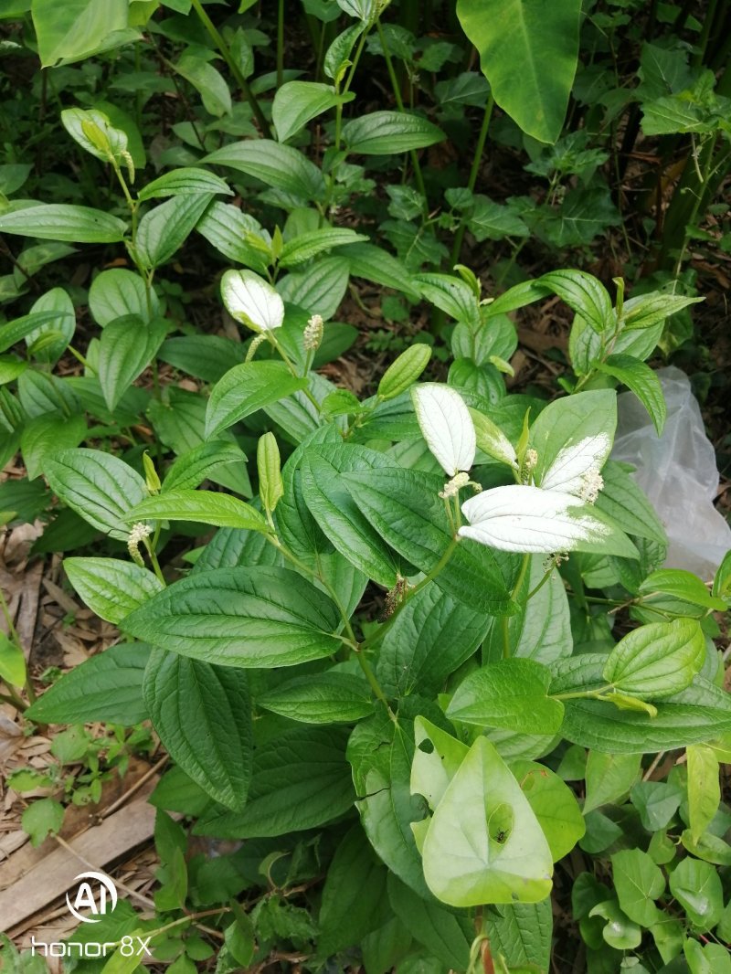 三白草过塘藕大自然的生长货源