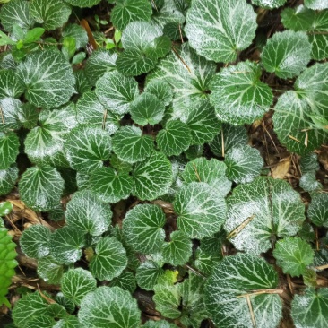 虎耳草
