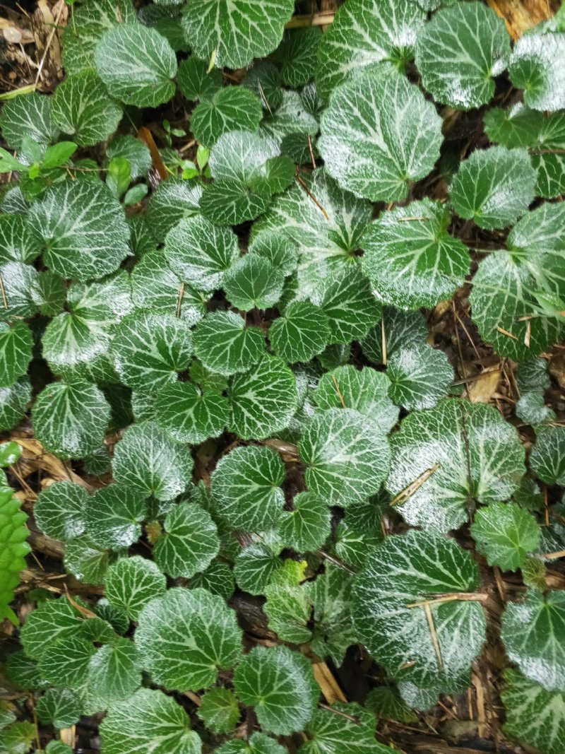 虎耳草
