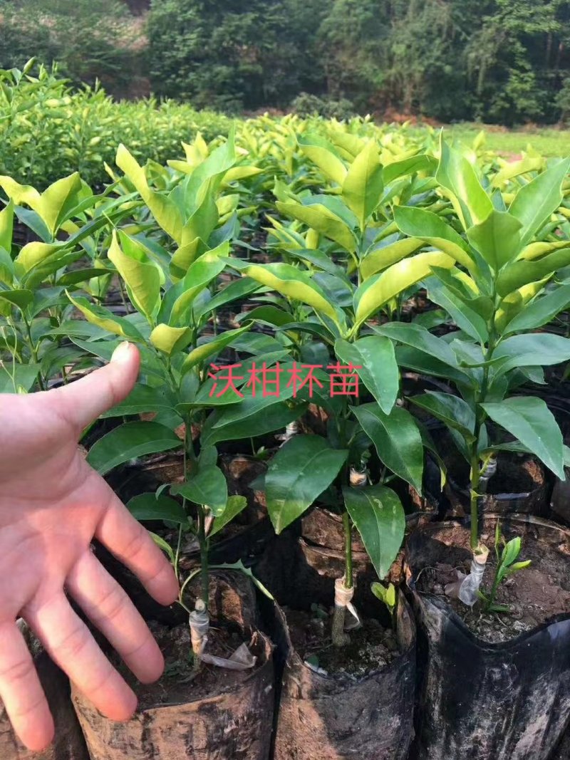 沃柑苗杯苗品质保证签合同基地批发假一赔十红橘头沃柑苗