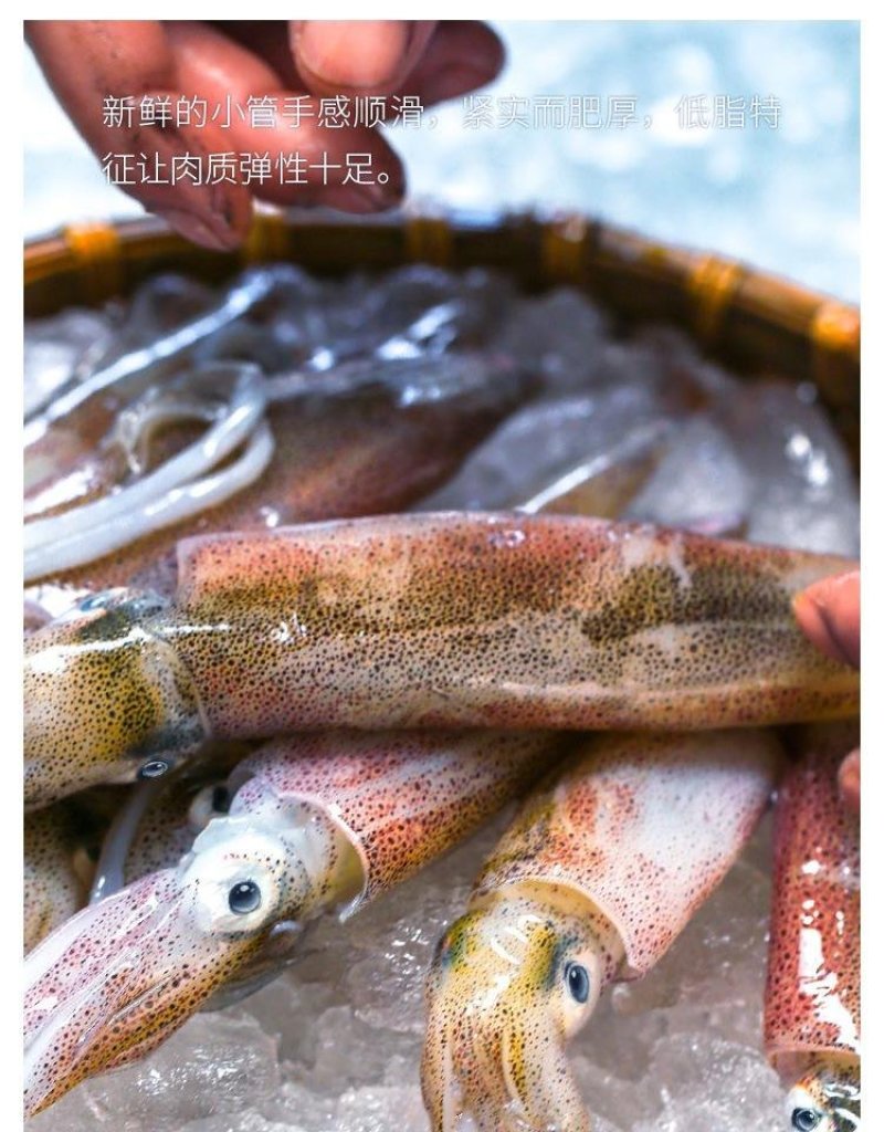 东山小管活小管小鱿鱼鲜甜爽脆