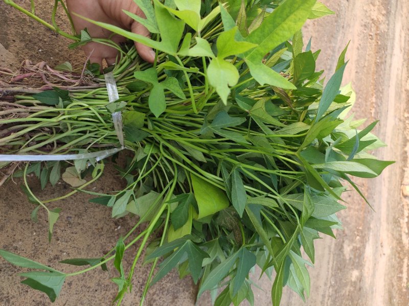 紫薯苗、徐紫八红薯苗、紫薯、红薯苗、地瓜苗、紫薯薯苗