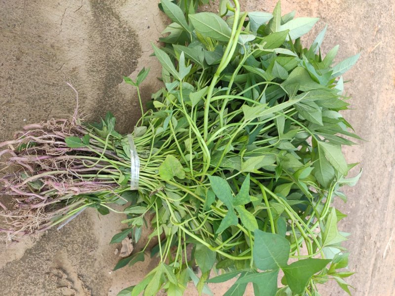 紫薯苗、徐紫八红薯苗、紫薯、红薯苗、地瓜苗、紫薯薯苗