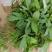 紫薯苗、徐紫八红薯苗、紫薯、红薯苗、地瓜苗、紫薯薯苗