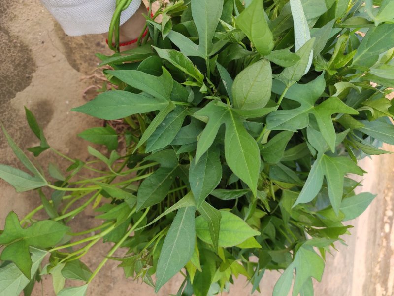 紫薯苗、徐紫八红薯苗、紫薯、红薯苗、地瓜苗、紫薯薯苗