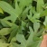 紫薯苗、徐紫八红薯苗、紫薯、红薯苗、地瓜苗、紫薯薯苗